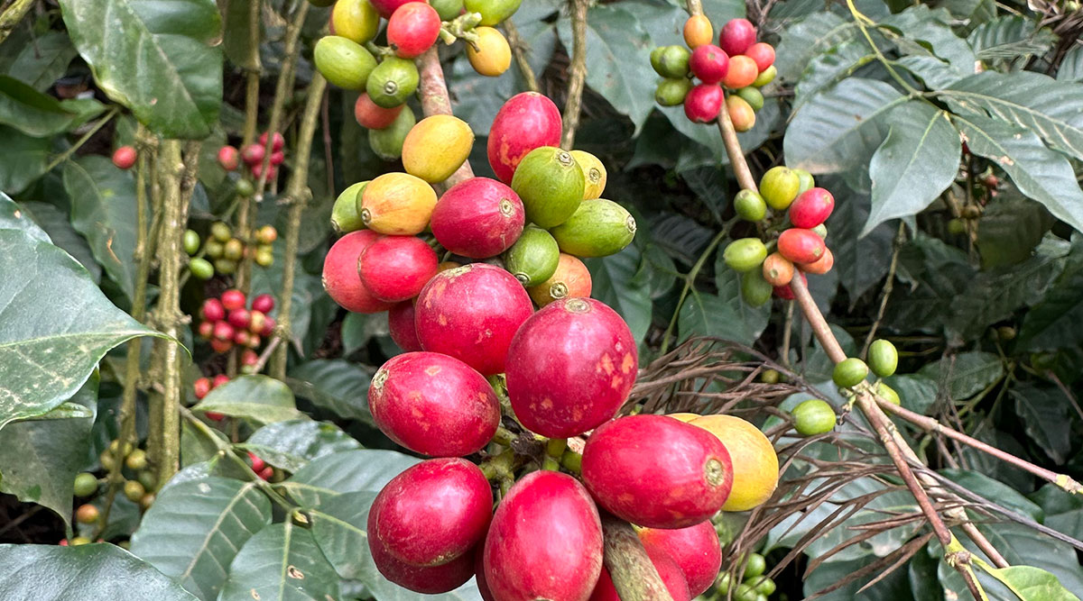 Frische Kaffeebohnen auf einem Strauch