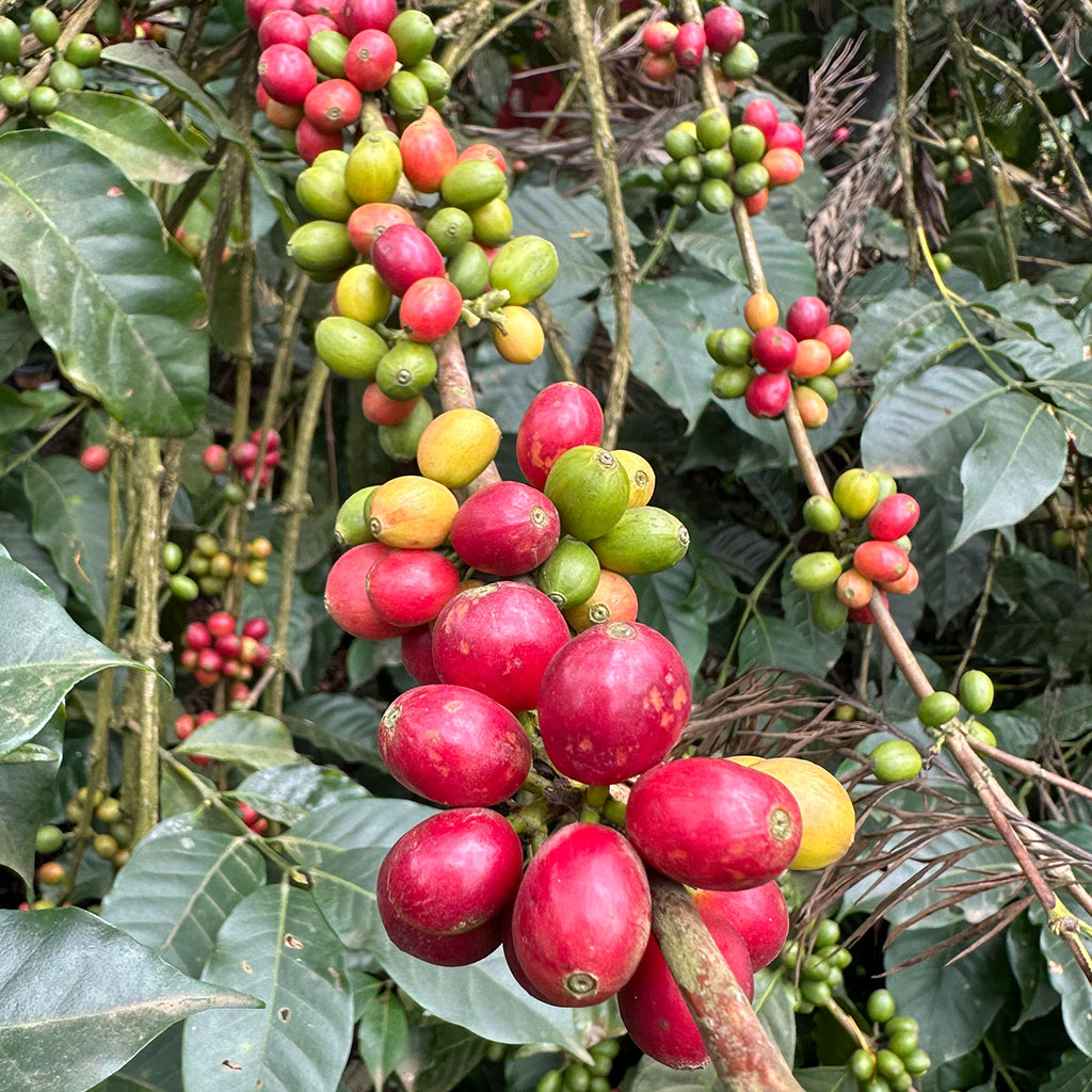 rohe, rote Kaffeebohnen an einer Pflanze